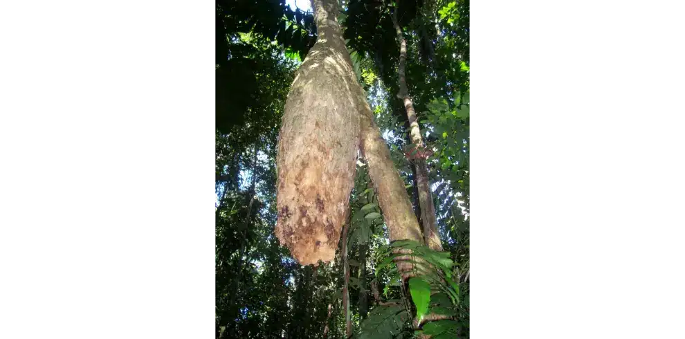 Madidi National Park wildlife view