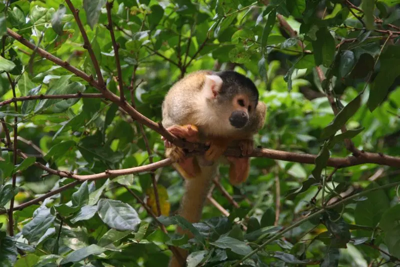 A capuchin monkey in the rainforest of Madidi National Park