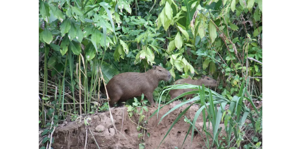 Madidi National Park Capibara