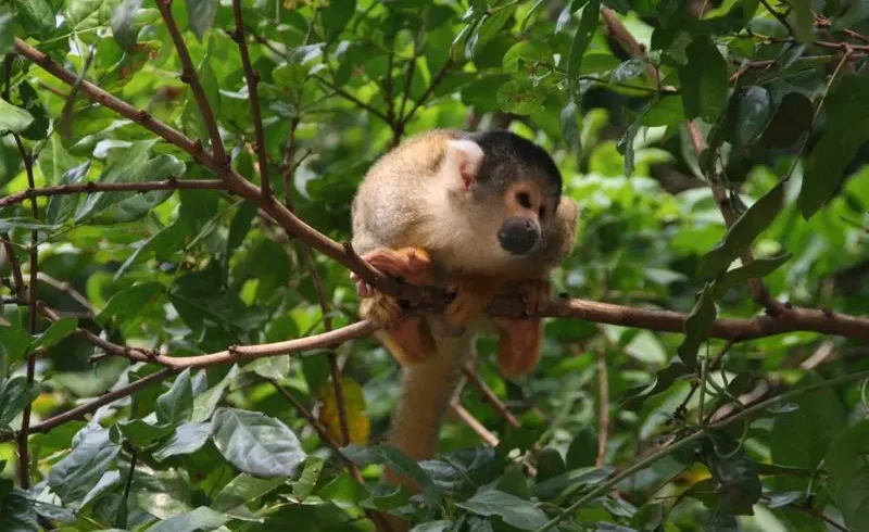 Madidi National Park monkey