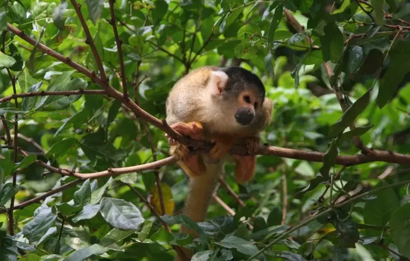 Madidi National Park-2 days Tour