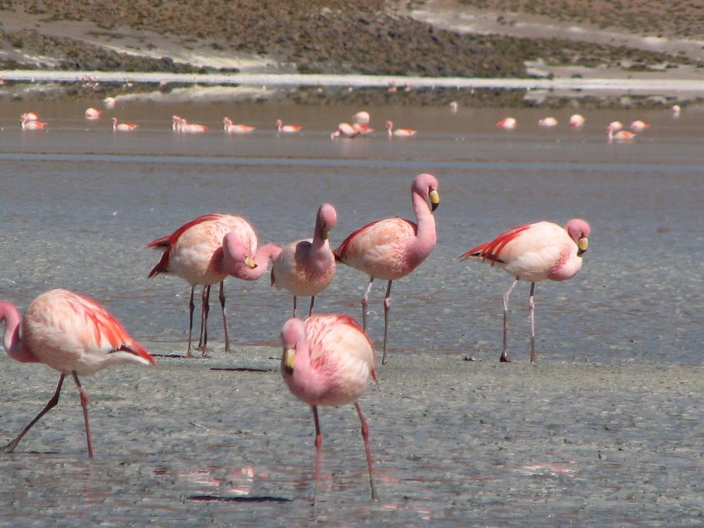 Uyuni Salt Flat 3 days Red Lagoon Flamingoes