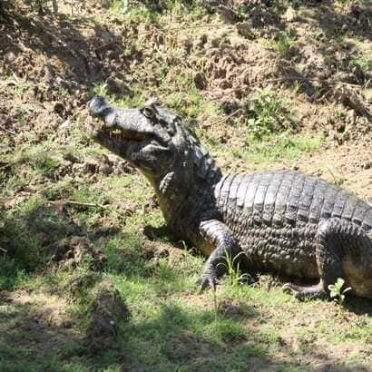 Bolivia what to visit-Jungle Safari